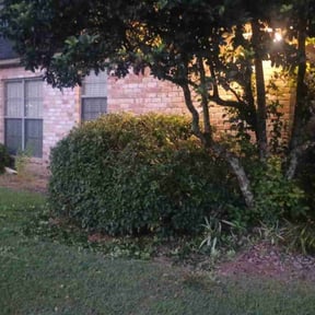 Bush Trimming by Blades &amp; Roots landscape co. reviewed on November 10, 2025