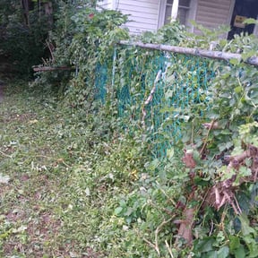 Bush Trimming by Bo Mows reviewed on August 17, 2025