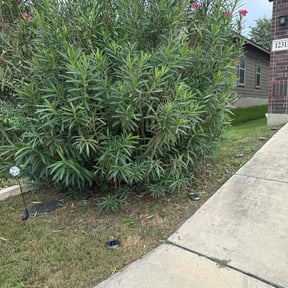 Bush Trimming by Greenedge Lawn Services reviewed on May 28, 2025