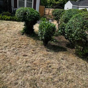 Bush Trimming by Peter Razo reviewed on April 18, 2026