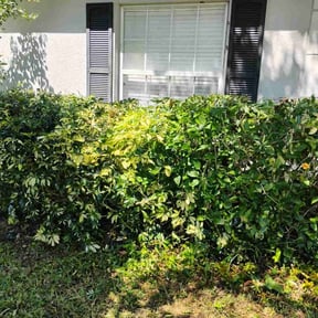 Bush Trimming by Skidmores Land Care reviewed on October 19, 2025