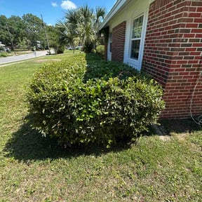 Bush Trimming by Shepherd's Outdoor Service LLC reviewed on June 6, 2026