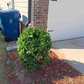 Bush Trimming by Elite Landscaping reviewed on October 12, 2023