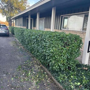 Bush Trimming by Theee A'S landscaping reviewed on November 20, 2025