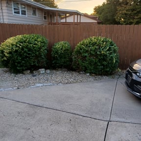 Bush Trimming by Trappery reviewed on August 15, 2023