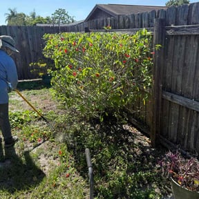 Bush Trimming by Ali's Mowing reviewed on August 19, 2025