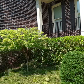 Bush Trimming by LR lawn service reviewed on August 16, 2025