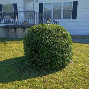 Bush Trimming by General Home Maintenance LLC. reviewed on November 18, 2025