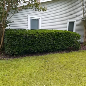 Bush Trimming by Kile & Sons Lawncare reviewed on August 16, 2025