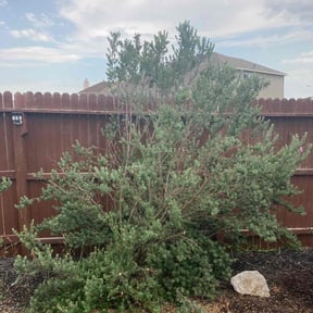 Bush Trimming by Delgado Landscaping LLC reviewed on August 18, 2025