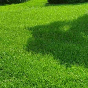 landscaping services by Smack Down lawns and tractor services reviewed on August 18, 2025