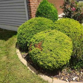 Bush Trimming by Scott's Landscaping And Pool Service reviewed on June 9, 2026