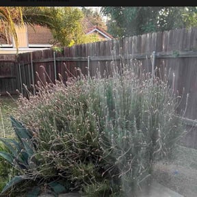 Bush Trimming by All in the family landscaping reviewed on August 19, 2025