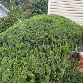 Bush Trimming by Veterans lawn services reviewed on August 20, 2025