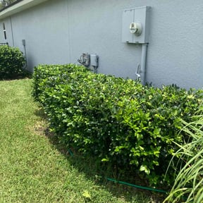 Bush Trimming by Shortys handyman lawn and snow removal reviewed on August 19, 2025