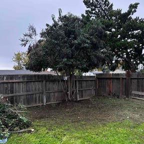 Bush Trimming by Allentown Lawn and Landscape reviewed on November 28, 2025