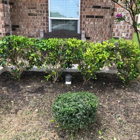 Bush Trimming by Diverse Capital Fence and Lawn Services reviewed on August 15, 2024