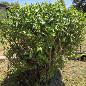 Bush Trimming by Mowing Maxx Lawn Care Services reviewed on August 16, 2025
