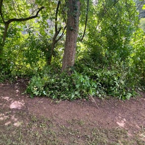 Bush Trimming by 5280 Lawns Llc reviewed on October 24, 2025