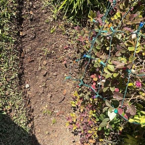 Flower Bed Weeding by J&amp;W Lawn Care reviewed on December 18, 2025