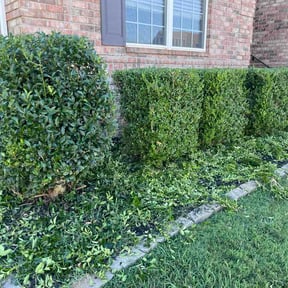 Bush Trimming by Sitg landscaping reviewed on August 28, 2026