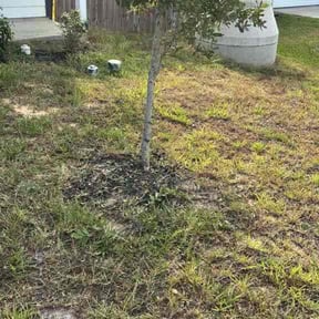 Bush Trimming by Heavenly Cuts landscaping reviewed on October 20, 2025