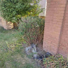 Bush Trimming by Curb appeal lawn care reviewed on August 2, 2025