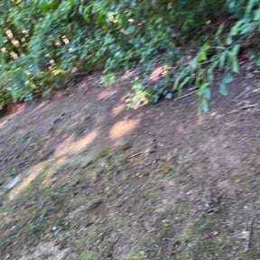 Leaf Removal by Villagran reviewed on June 21, 2026