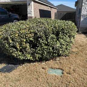 Bush Trimming by Master Cuts reviewed on February 11, 2026