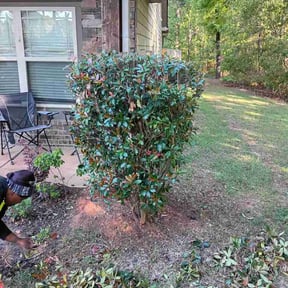 Bush Trimming by Pearson Lawn Care reviewed on April 10, 2026