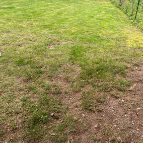 Leaf Removal by Electric Mowing reviewed on September 16, 2025