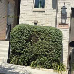 Bush Trimming by No Mow Worries Lawn Care reviewed on May 2, 2024