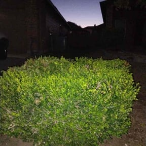 Bush Trimming by Longview lawns and Land scaping LLC reviewed on February 27, 2024