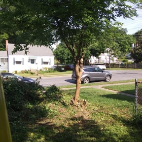 Bush Trimming by Isaiah's Custom Cutz reviewed on August 17, 2025