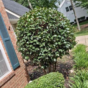 Bush Trimming by Reil Lawn Company LLC reviewed on August 20, 2025