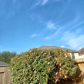 Bush Trimming by PHANTOM reviewed on August 16, 2025
