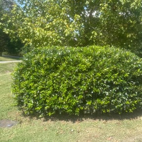 Bush Trimming by Cris Cooper reviewed on October 19, 2025