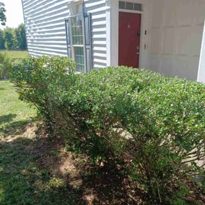 Bush Trimming by HTx Landscaping Services reviewed on August 13, 2025