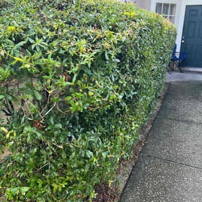 Bush Trimming by Barkley's Landscaping, LLC reviewed on August 15, 2025