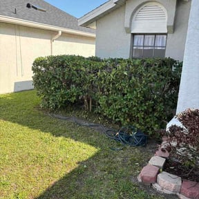 Bush Trimming by Great cut lawn care reviewed on May 10, 2026