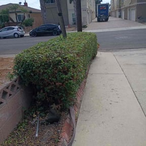 Bush Trimming by Jeri Cleaning Services reviewed on December 18, 2025