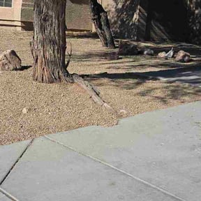 Leaf Removal by Organic green thumb lawn and landscaping reviewed on April 10, 2026
