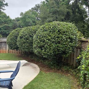 Bush Trimming by C and Me Landscaping reviewed on June 4, 2026
