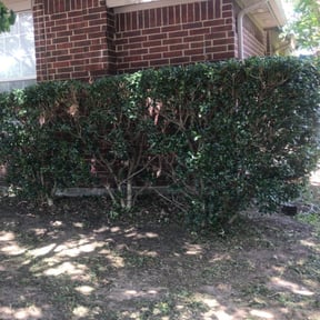 Bush Trimming by Bo&#039;s lawn care reviewed on May 3, 2024
