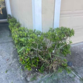Bush Trimming by ASAIC Mowing Service LLC reviewed on August 15, 2025