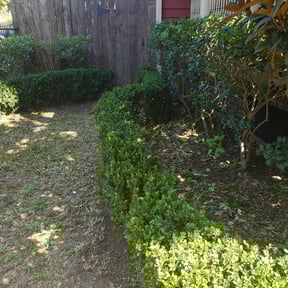 Bush Trimming by Jones brothers landscaping reviewed on August 15, 2025