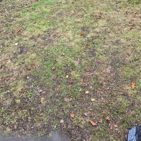 Leaf Removal by House 2 House Place 2 Place reviewed on November 18, 2025