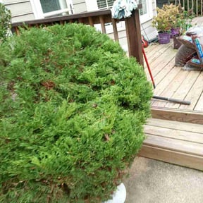 Bush Trimming by JD HARDSCAPES & LANDSCAPING LLC reviewed on August 17, 2025