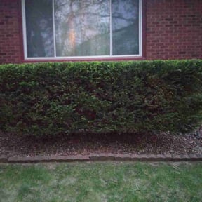 Bush Trimming by McHenry Landscaping and Pressure Washing reviewed on August 21, 2025