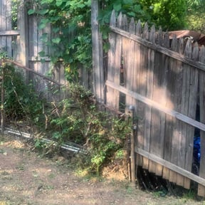 Bush Trimming by Countryside lawn and garden reviewed on August 19, 2025